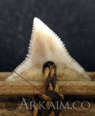 415418 40a494cd169ccfba081374c35852bc08