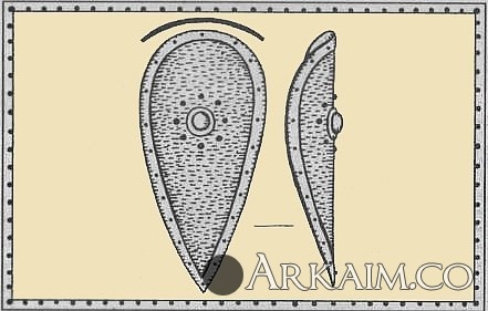 Миндалевидный Русский щит.jpg