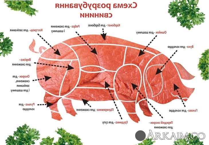кабан.jpg