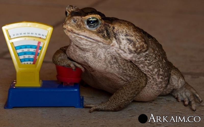 toad-weighing-scal_2449084k.jpg