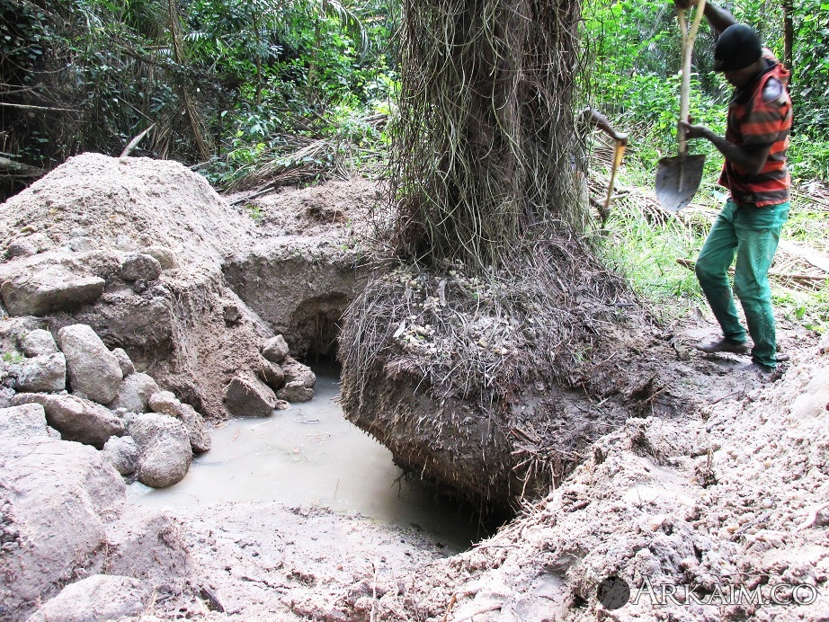 Помеха в виде пальмы.jpg
