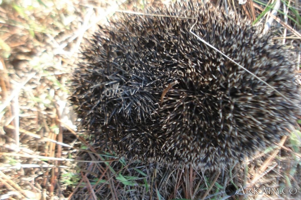 Изображение 3018.jpg