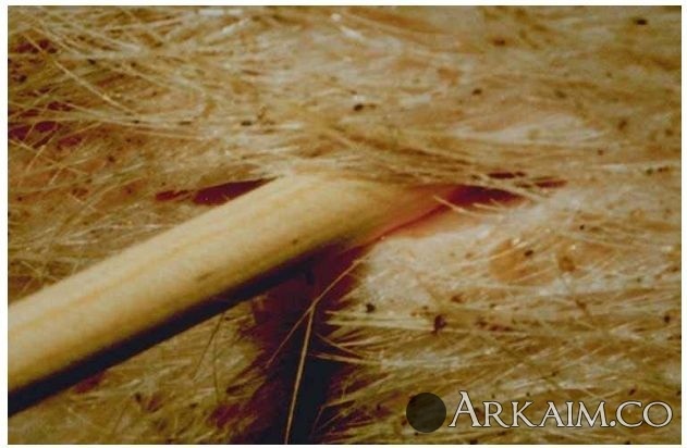 Новый рисунок (3).jpg