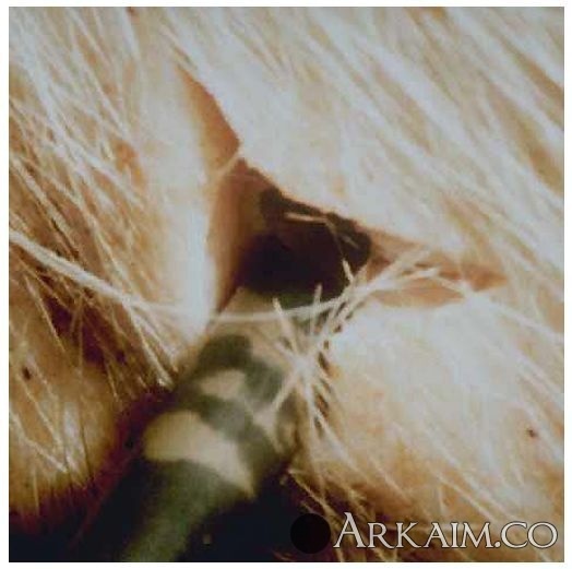 Новый рисунок (2).jpg