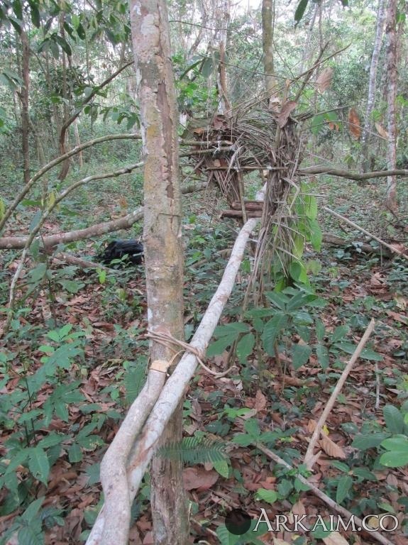 Ловушка для обезьян.jpg