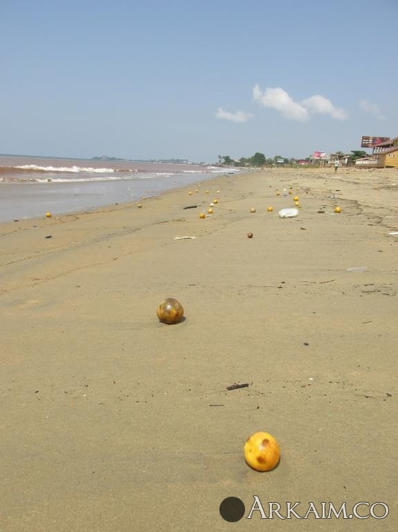 сезон апельсинов.jpg