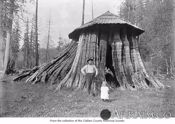 Почтовое отделение в пне кедра.США. кон.19-нач.20ввn.jpg